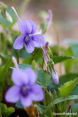Flowers and leaves